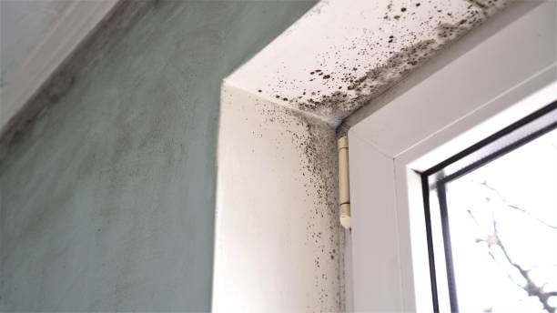 Best Black Mold Remediation in Sa Loma, CA