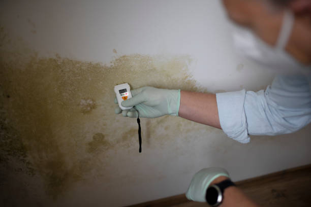 Best Basement Mold Remediation in Sa Loma, CA