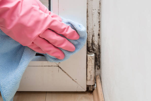 Best Industrial Mold Remediation in Sa Loma, CA