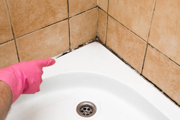 Best Post-Flood Mold Remediation in Sa Loma, CA
