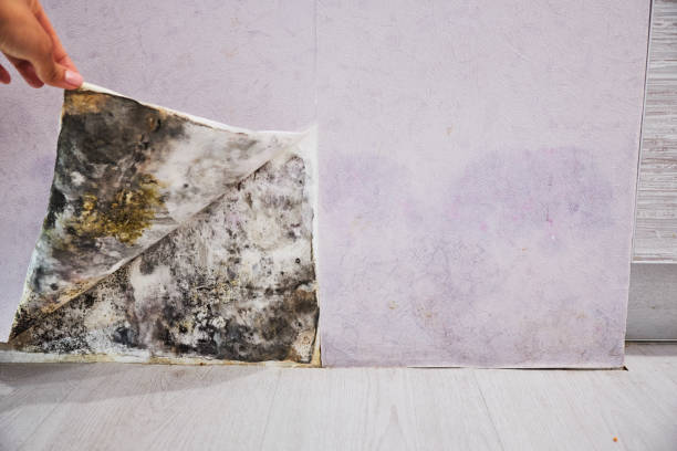 Best Insurance-Related Mold Remediation in Sa Loma, CA